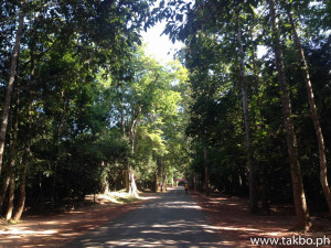 Angkor Wat Marathon 2014 - Trees